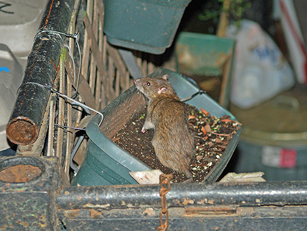 Le pasyuki est très répandu dans le monde entier, notamment en Afrique, en Asie, aux États-Unis et en Europe.