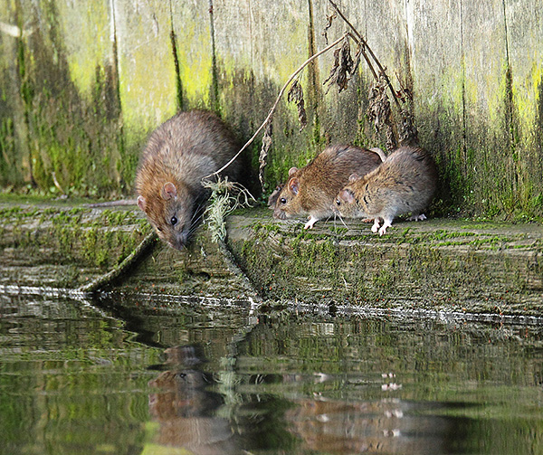 Dans la nature, des rats gris tentent de s’installer près de l’eau.