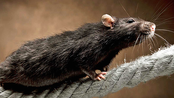 Les rats noirs se sont d'abord répandus plus rapidement dans le monde en raison de la tendance à se déplacer sur les navires.