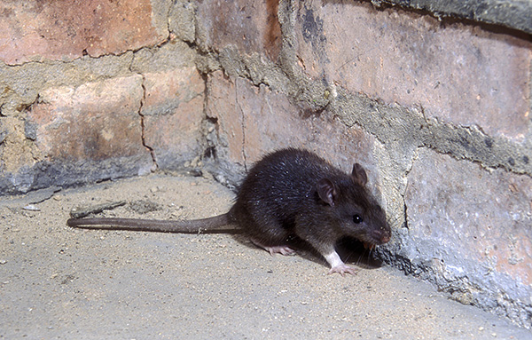 Les rats noirs vivent principalement dans les ports et les greniers des maisons, contrairement au gris, qui est omniprésent.