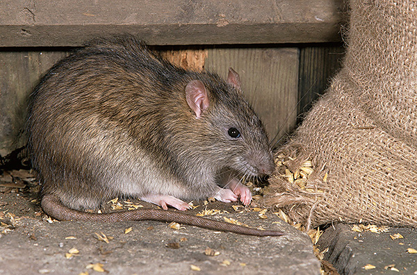 Ces rongeurs sont une véritable catastrophe pour les entrepôts et les greniers ...