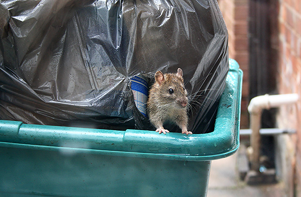 Les poubelles près des établissements de restauration sont un endroit idéal pour les ruchers qui recherchent des sources de nourriture abordables.