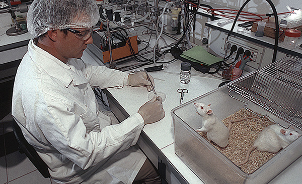 Les rats de laboratoire sont l’un des principaux objets permettant de mener des expériences dans divers domaines de la science et de la médecine.
