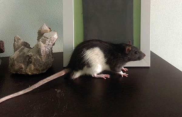 Les rats décoratifs de différentes couleurs sont un type d'animal très populaire.