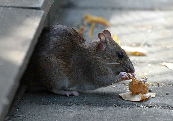Le régime alimentaire de pasyuk peut être très diversifié.