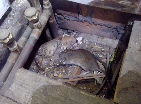 Un rongeur empoisonné peut mourir dans un endroit éloigné et dégager par la suite une forte odeur de cadavère lorsqu'il est décomposé.