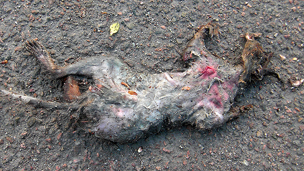 Lorsque vous utilisez l'outil Storm, comme tout poison de rat similaire, il est nécessaire de rechercher et d'éliminer les animaux morts.