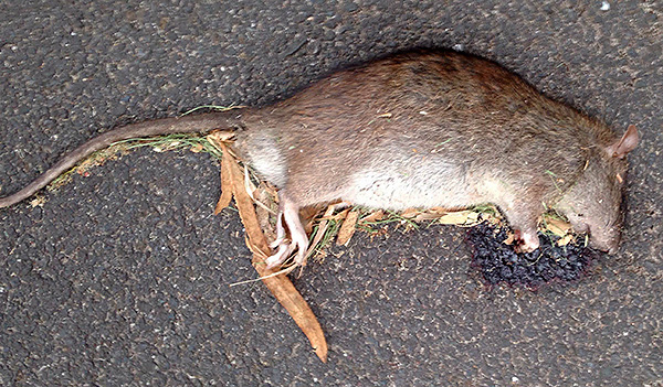 L'empoisonnement alimentaire provoque des saignements chez le rat, ce qui entraîne la mort des animaux.