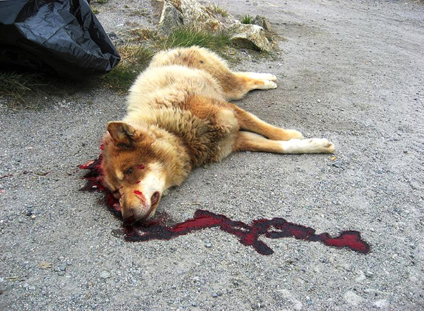 Les cas d'intoxication par le poison de rat d'animaux domestiques et d'animaux errants sont fréquents, en l'absence de soins médicaux conduisant dans la plupart des cas à la mort.