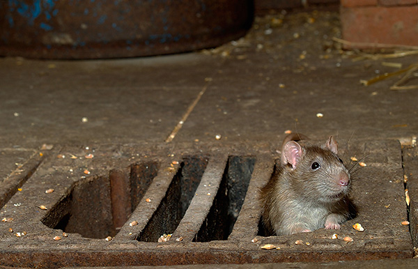 Le poison pour les rongeurs Rat Death 1 est tout aussi efficace dans les installations industrielles que dans les foyers, il est seulement important de calculer correctement la quantité de poison utilisée.
