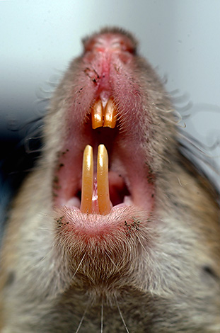 Essayons de comprendre pourquoi les rats attaquent parfois les gens et à quoi leurs morsures peuvent mener ...