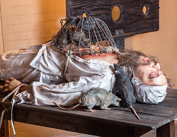 Au Moyen Âge, la torture à l'aide de rats était assez courante ...