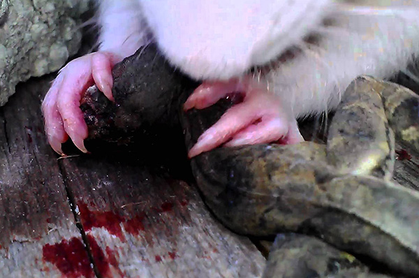 Les rats sont omnivores et peuvent manger n'importe quoi, y compris la chair humaine.