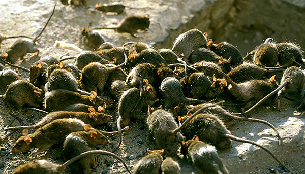 Même avec une invasion massive de rats, ils n'attaquent pas les gens pour qu'ils mordent à mort et mangent.