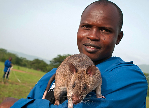 Les rats marsupiaux d'Afrique sont parmi les plus grands au monde, mais ils n'ont pas peur des humains et ne les attaquent jamais.