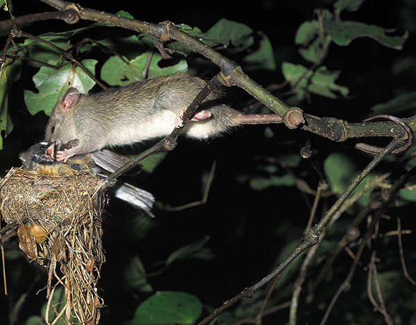 Dans la nature, les rats sont très agressifs et peuvent attaquer d'autres petits animaux.