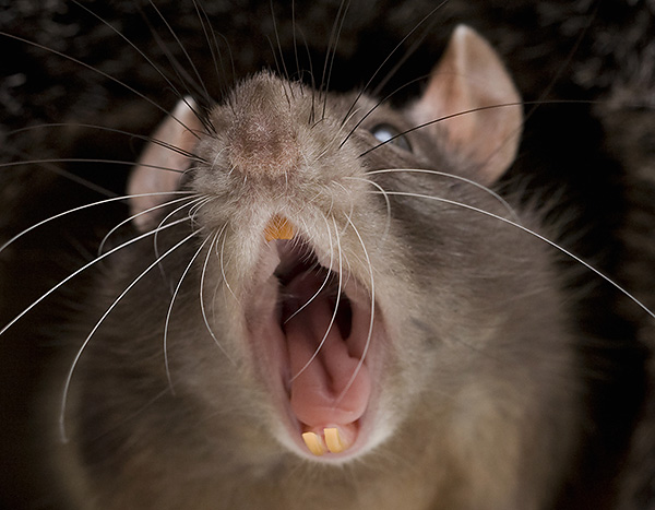 Les rats domestiques (décoratifs) peuvent également mordre une personne, si provoquée