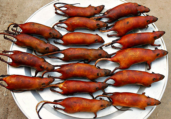 Dans les régions pauvres des pays du tiers monde, les rats sont considérés comme un mets raffiné et, lors de la pêche, les habitants sont inévitablement victimes d'attaques et de morsures de ces rongeurs.