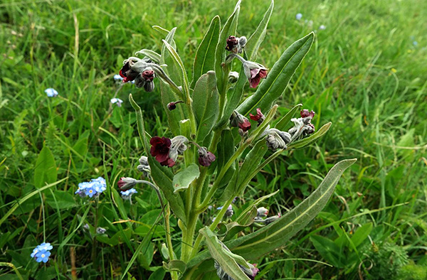 Blackroot (aka rat).