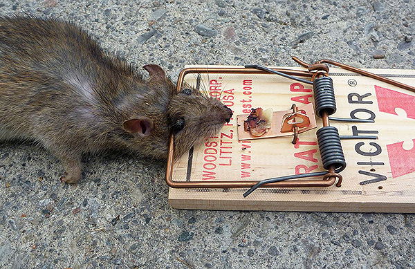 Les pièges à souris - un outil efficace et peu coûteux pour la destruction des rongeurs, est populaire depuis longtemps.