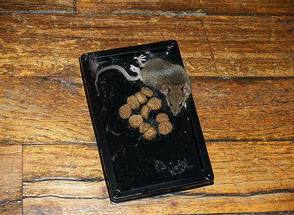 Un exemple de piège à colle pour rongeurs