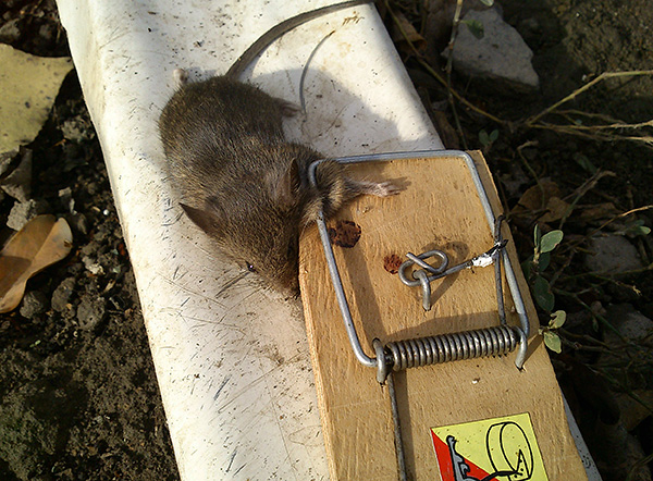 Toutes sortes de pièges sont également très populaires.