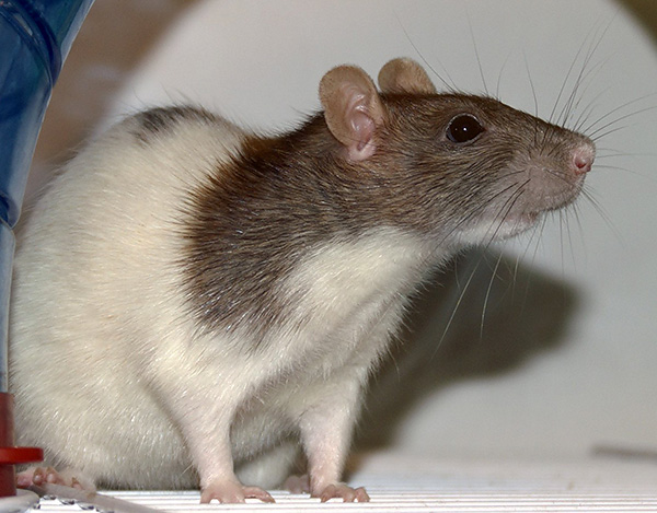 Les répulsifs bon marché, s'ils sont capables d'affecter les rats et les souris, uniquement de très près, de sorte que leur efficacité est généralement faible.