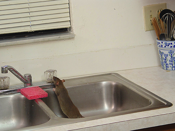 Lors du choix d'un répulsif pour rongeurs, il est utile de se laisser guider par les avis des autres acheteurs.