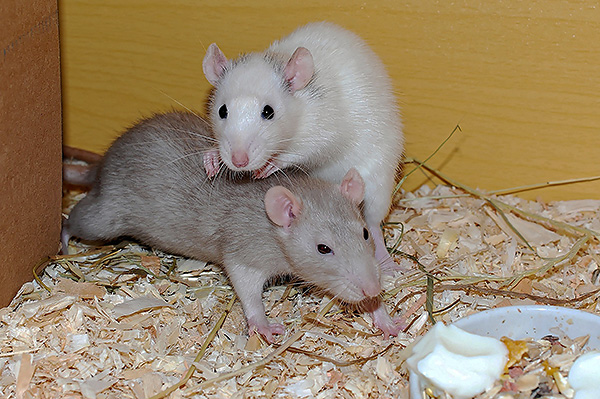 Il faut se rappeler que les ultrasons affectent également les rongeurs décoratifs ...