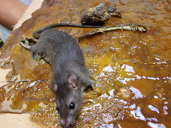 Les pièges à colle ne contiennent pas de poison, mais gardent uniquement les rongeurs piégés mécaniquement.