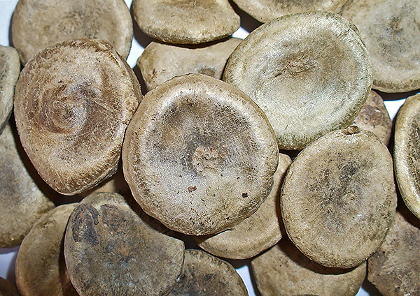 La strychnine, obtenue pour la première fois à partir de graines de chilibuha, est un poison très puissant dont l'utilisation est interdite dans de nombreux pays.