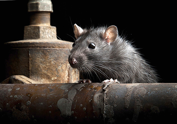 Les rats noirs sont plus prudents que leurs homologues gris et peuvent éviter bon nombre des leurres empoisonnés qui ont éveillé leurs soupçons.