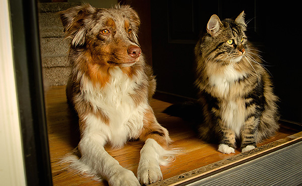 L'utilisation de poisons pour rats peut être dangereuse pour les animaux domestiques, car il y a toujours une chance que votre animal mange le poison ou l'animal toxique lui-même.