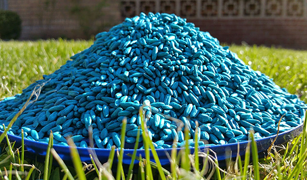 Le grain empoisonné est un autre poison commun chez les rongeurs.