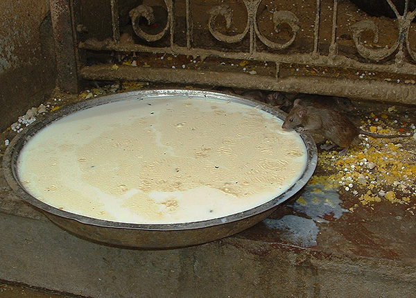 Mais les appâts empoisonnés liquides, bien qu'ils puissent être efficaces, ne sont pas toujours pratiques à utiliser (surtout à la maison).