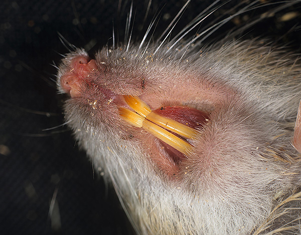 Voyons ce que les morsures de rats peuvent être pour les gens et les animaux domestiques et ce qu'il faut faire si vous êtes piqué après tout ...