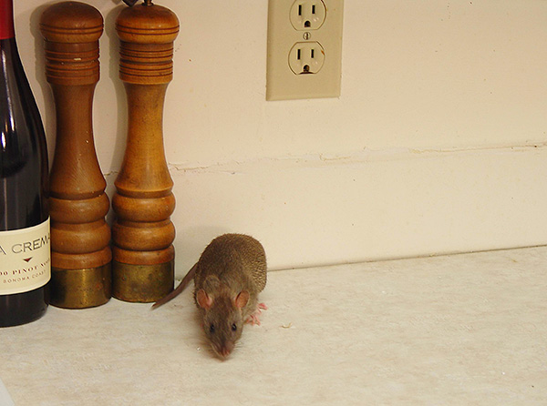 Malgré la faible probabilité, l'infection après une morsure de rat est toujours possible. Vous devez donc faire attention aux signes caractéristiques qui peuvent survenir en cas d'infection.