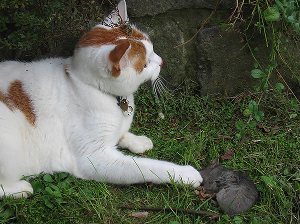 Dans la plupart des cas, une morsure de rat n'est pas dangereuse pour les animaux si l'animal peut indépendamment lécher la plaie.