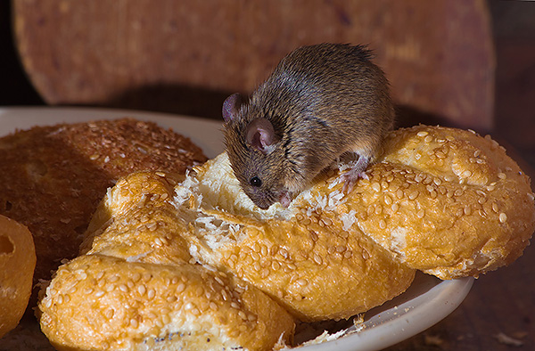 Il convient de garder à l'esprit que le plus souvent, les infections chez le rat se transmettent à l'homme par le biais de la nourriture avariée plutôt que par le biais de morsures.