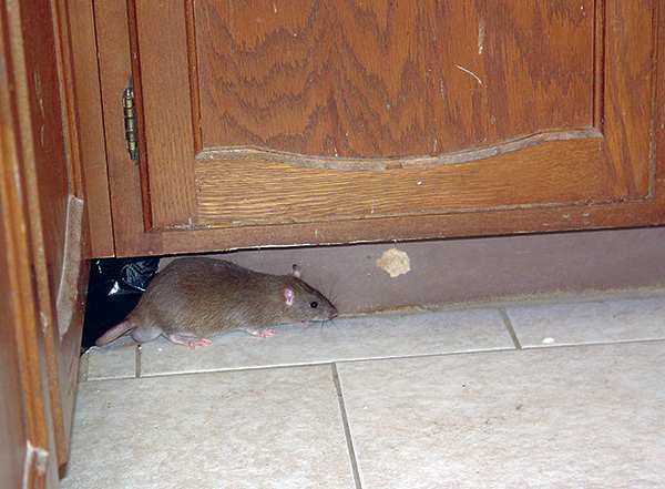 Aujourd'hui, de nombreux répulsifs à ultrasons sont en vente, ce qui en pratique n'a pratiquement aucun effet sur les rongeurs.