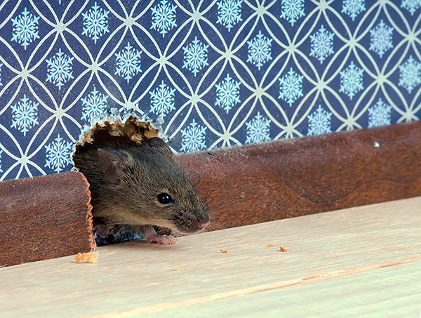 Avant d’acheter tel ou tel appareil, il est utile de lire des critiques à ce sujet - que cet appareil ait vraiment aidé au moins une personne à faire face aux souris ou aux rats de la maison ...