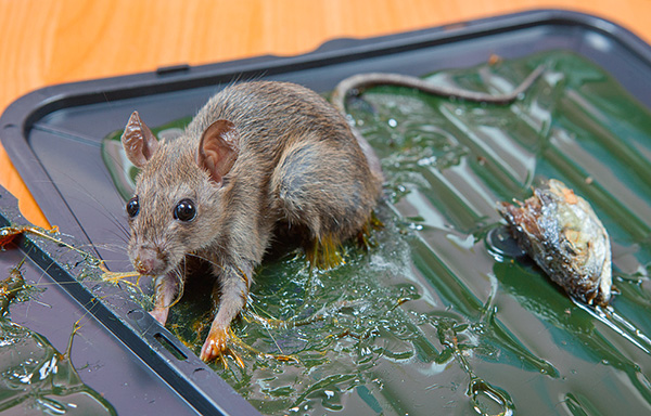 Dans les pièges à colle, un rongeur piégé peut souffrir longtemps avant de mourir de déshydratation.