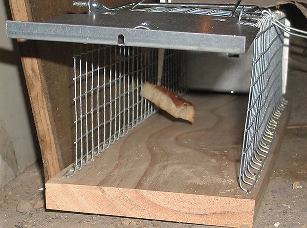 Les pièges vivants sont un moyen plus humain de se débarrasser des rats et des souris dans la maison.