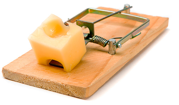 L'efficacité des pièges dépend en grande partie de l'appât choisi ...