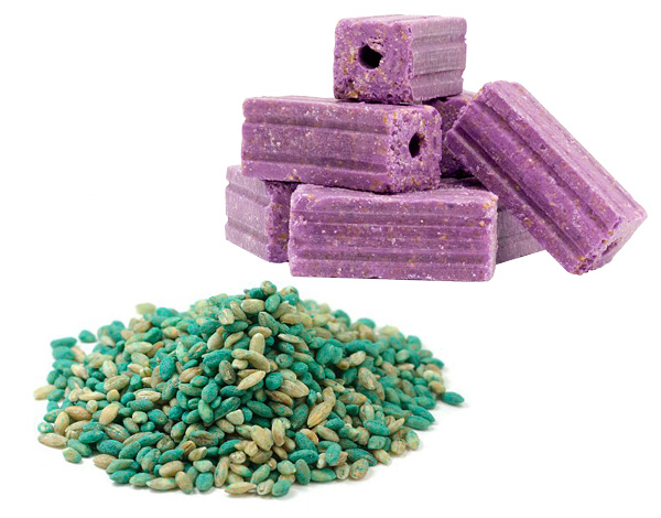 Avec l'aide du poison moderne pour rats, il est souvent possible d'exterminer littéralement les hordes de rongeurs dans la maison en peu de temps.