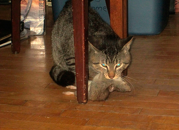 Il est important que les animaux domestiques ne mangent pas de rats empoisonnés.