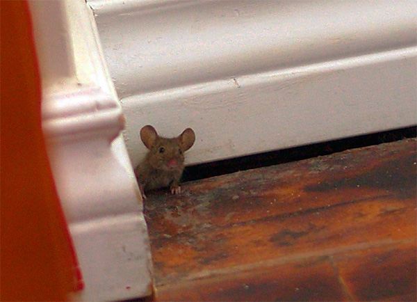 Il est important de comprendre que les ultrasons ne pénètrent pratiquement pas dans les murs, de sorte que les rongeurs puissent se sentir très à l'aise derrière eux.