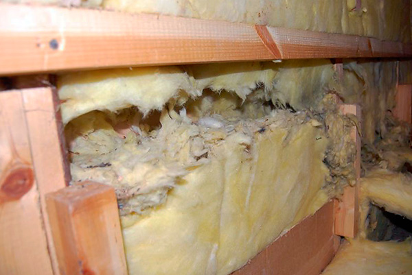 Lorsqu'ils utilisent du poison, les rats meurent souvent dans les passages, rongés dans le matériau isolant des murs de la maison.