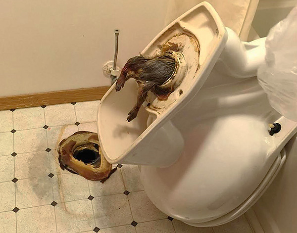 Rat coincé dans un trou de toilette