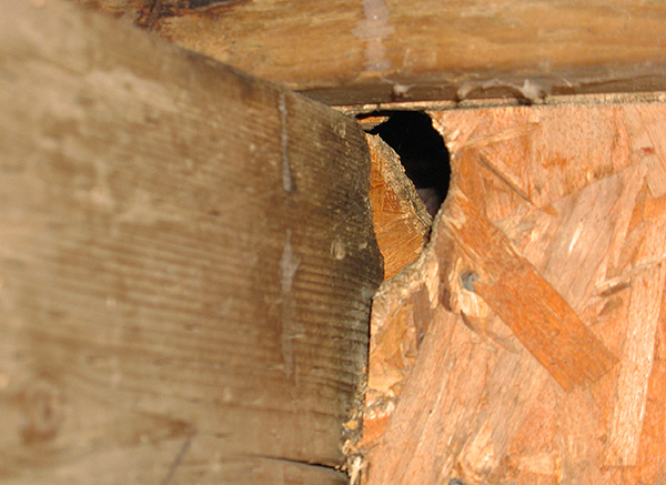 Grâce à ces ouvertures, de nouveaux parasites peuvent facilement pénétrer dans la maison - il est important de prévenir cela.